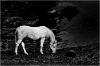 AA2_Schmitz_Bert_White_Horse_2011-10.jpg