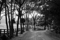 Ann_Wilkinson_Flint_Hill_Road.jpg