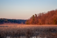 Ann_Wilkinson_Marshland.jpg