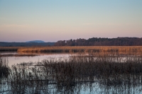 Ann_Wilkinson_Shadows_in_the_Reeds.jpg