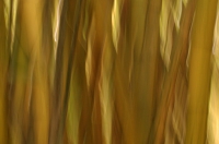 Bamboo_Grove_rz.jpg