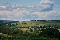 Bangall-Amenia_Fields_by_Ann_Wilkinson.jpg