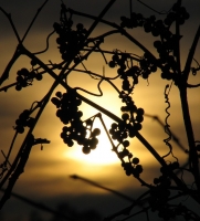 Berries_at_Sunset.jpg