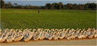 Bert_Schmitz_Geese_on_Parade.jpg