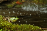 Bert_Schmitz_On_the_edge_of_the_pond_.jpg