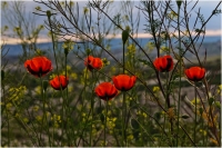 Bert_Schmitz_Poppies.jpg