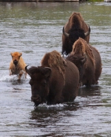 Bison_Crossing_DDingee.jpg