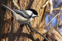 Black_Capped_Chickadee_DDingee.jpg