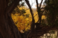 Cotton_Wood_tree_window_rz.jpg