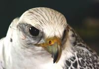 Dawn_Dingee_Peregrine_Falcon.jpg