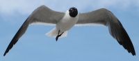 Dawn_Dingee_Seagull_In_Flight.jpg