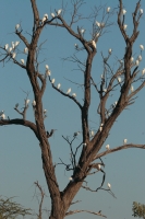 Egret_Tree.jpg