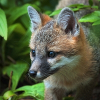 FoxByLazlo_DSC_1487.jpg