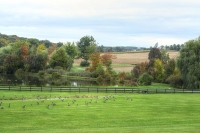 Geese_On_The_Go_DDingee.jpg