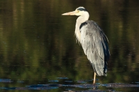 Great_Blue_Heron.jpg