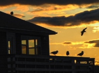 Gulls_at_Sunset.jpg