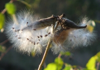 Jane_Rossman-Taking_Flight.jpg