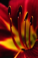 Lily_Close-up.jpg