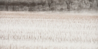 Lisa_Dellwo_Winter_Cornfield.jpg