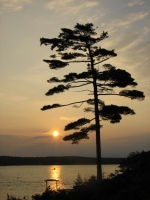 Lone_Pine_at_Sunrise.jpg