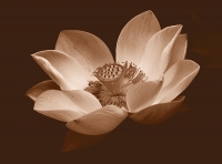 Lotus_Flower.jpg