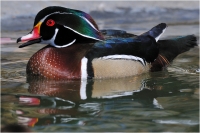 NB1_Housatonic_Schmitz,_Bert__Male_Wood_duck.jpg