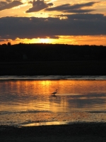 NB2_Housatonic_Jane,_Rossman_Heron_at_Sunset.JPG