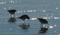 NB2_Housatonic_Rossman_Jane_Shorebird_Trio.jpg