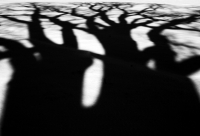 Oak_s-Shadow-Dance.jpg