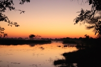 Okavango_Morning_Mist.jpg