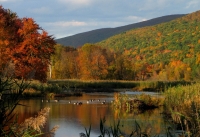 Panhandle_Swamp--Webutuck_Creek_in__Autumn.jpg