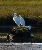 Preening_Time-Jane_Rossman.jpg