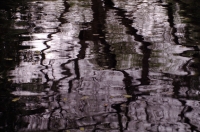 Reflection_Allerton_garden_rz.jpg