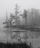 Reid_State_Park_Fog_1.jpg