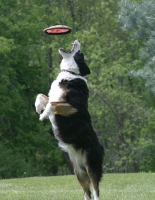 Rick_Pauline_Eat_That_Frisbee.jpg