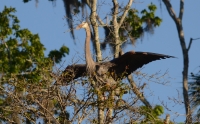 Sand_Hill_Crane_J_Breitman.jpg