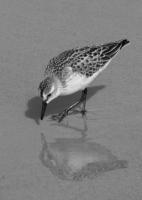 Sandpiper_1.jpg