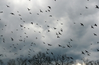 Storm-Clouds-and-Crows---Nature.jpg
