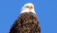 Teatown_BaldEagle_DDingee.jpg