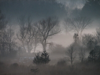 Trees_in_Evening_Mist.JPG