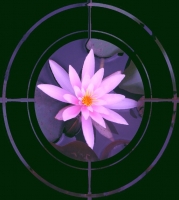 Water_Lily_1.jpg