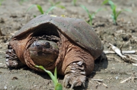 _Snapping-Turtle_-Nature-DS_jpeg.jpg