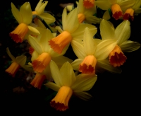 daffodils_SDIM5927.jpg