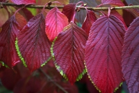 hanging_leaves_.jpg