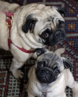 pugs.jpg