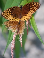 greatspangledfritillaryhcc.JPG