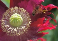 pollinatorhcc.jpg
