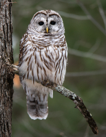 Barred_Owl-_Raphael_Swift.jpg