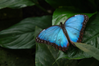 Blue_Morpho_I_Hoeller.jpg