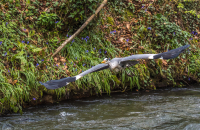 Heron_take_off_-_Ian_Peters.jpg